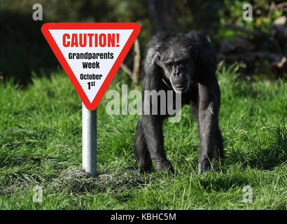 I vecchi scimpanzé a Blair Drummond Safari Park, Stirling, davanti al National giorno dei nonni il 1 ottobre come il parco corre una settimana dei nonni. Foto Stock