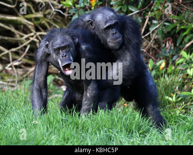 I vecchi scimpanzé a Blair Drummond Safari Park, Stirling, davanti al National giorno dei nonni il 1 ottobre come il parco corre una settimana dei nonni. Foto Stock