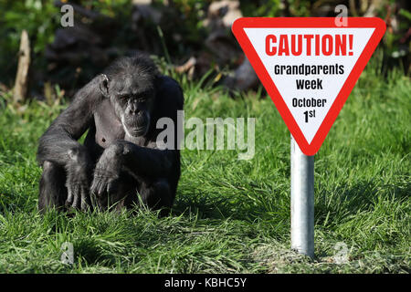 I vecchi scimpanzé a Blair Drummond Safari Park, Stirling, davanti al National giorno dei nonni il 1 ottobre come il parco corre una settimana dei nonni. Foto Stock