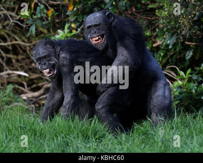 I vecchi scimpanzé a Blair Drummond Safari Park, Stirling, davanti al National giorno dei nonni il 1 ottobre come il parco corre una settimana dei nonni. Foto Stock