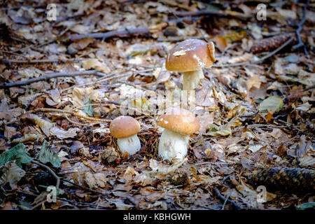 Poco boletus sul muschio verde nella foresta dopo la pioggia Foto Stock