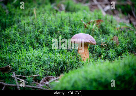 Poco boletus sul muschio verde nella foresta dopo la pioggia Foto Stock