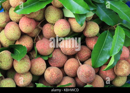 Litchi Frucht - litchi - frutta - mit schale Foto Stock