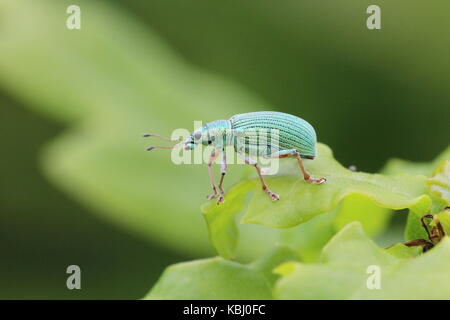 Polydrusus formosus, una specie di ampio curculione naso, su una foglia di quercia. Foto Stock