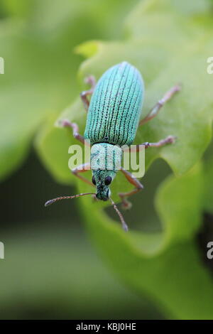 Polydrusus formosus, una specie di ampio curculione naso, su una foglia di quercia. Foto Stock