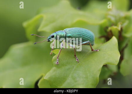 Polydrusus formosus, una specie di ampio curculione naso, su una foglia di quercia. Foto Stock