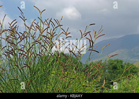 Si tratta di Cytisus scoparius, la scopa comune o scotch ginestra, con frutti, famiglia di leguminose Foto Stock