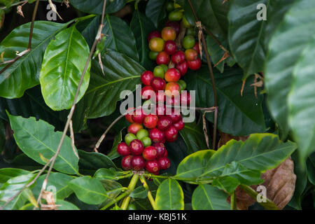 Ripe rosso ciliegie di caffè, Hacienda Venecia azienda di caffè, Manizales (Colombia) Foto Stock