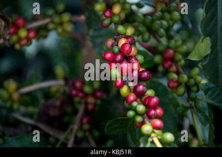 Ripe rosso ciliegie di caffè, Hacienda Venecia azienda di caffè, Manizales (Colombia) Foto Stock