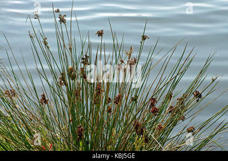 Si tratta di Juncus acutus, la spinosa rush, dalla famiglia juncaceae Foto Stock