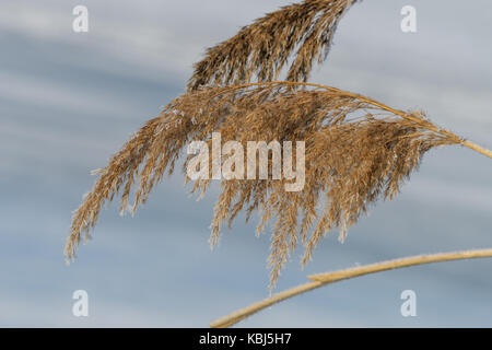 Erba Reed Phragmites australis in inverno, close up Foto Stock