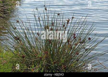 Si tratta di Juncus acutus, la spinosa rush, dalla famiglia juncaceae Foto Stock