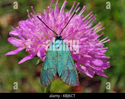 Questa è la farfalla Adscita statici, il Forester o Forester Moth, della famiglia Zygenidae Foto Stock