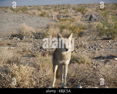 Coyote Death Valley Foto Stock