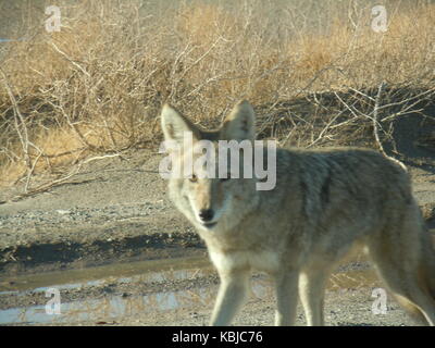 Coyote Death Valley Foto Stock