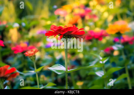 VICTORIA, BC - 20 agosto 2016 - Un fiore rosso in un campo di fiori ai Giardini Butchart il Agosto 20, 2016 a Victoria. Foto Stock