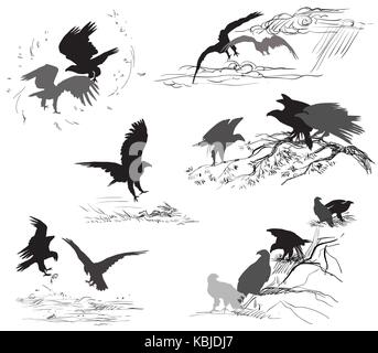 Set di vettore tagliare scene di eagle sagome in colore nero su sfondo bianco. rapporto di aquile Illustrazione Vettoriale