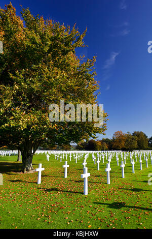 Croci Bianche sotto un albero presso la American cimitero militare henri-Chapelle vicino aubel in Belgio, alcune foglie in primo piano. Foto Stock