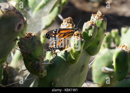 Farfalla monarca su un cactus Foto Stock