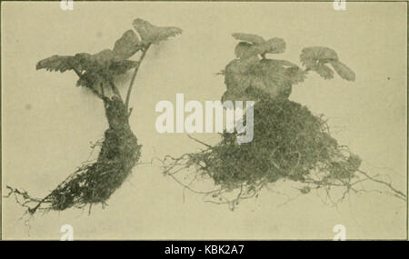 "Frutti, ortaggi e fiori, una non-manuale tecnico per la loro cultura" (1918) Foto Stock