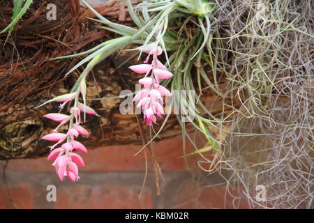 Bromeliacee parassiti piante parassite fiorì in primavera Foto Stock