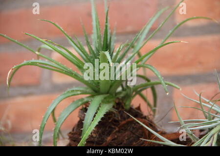 Bromeliacee parassiti piante parassite fiorì in primavera Foto Stock