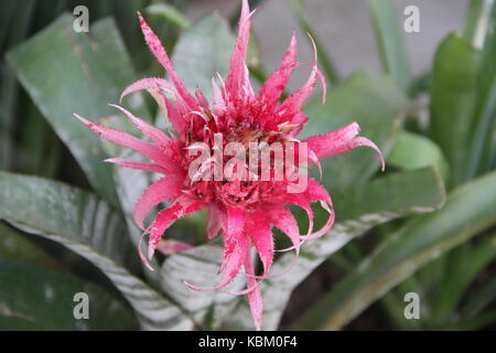 Bromeliacee parassiti piante parassite fiorì in primavera Foto Stock