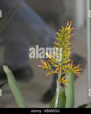 Bromeliacee parassiti piante parassite fiorì in primavera Foto Stock