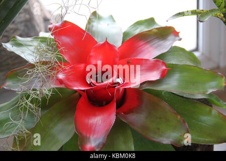 Bromeliacee parassiti piante parassite fiorì in primavera Foto Stock