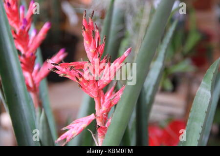 Bromeliacee parassiti piante parassite fiorì in primavera Foto Stock