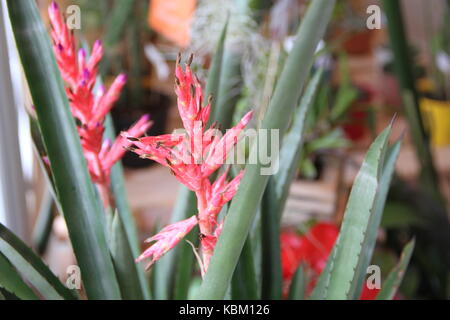 Bromeliacee parassiti piante parassite fiorì in primavera Foto Stock