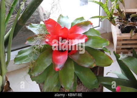 Bromeliacee parassiti piante parassite fiorì in primavera Foto Stock