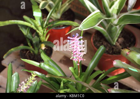 Bromeliacee parassiti piante parassite fiorì in primavera Foto Stock