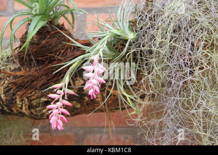 Bromeliacee parassiti piante parassite fiorì in primavera Foto Stock