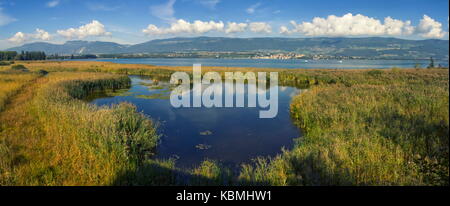 Grande panorama caricaie Wildlife Park per giorno, lago di Neuchatel, Svizzera Foto Stock