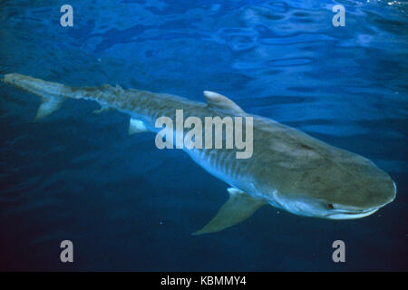 Squalo tigre (Galeocerdo cuvier), può crescere fino a oltre 4 m di lunghezza. Great Barrier Reef Marine Park, Queensland, Australia Foto Stock