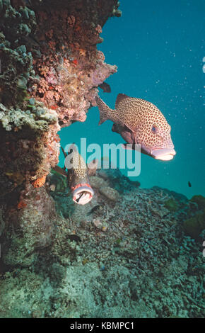 Arlecchino sweetlips (plectorhinchus chaetodonoides), una essendo pulite da bluestreak wrasse (labroides dimidiatus) Foto Stock