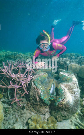 Snorkeller osservando la vongola gigante (Tridacna gigas), Great Barrier Reef Marine Park, Queensland, Australia Foto Stock