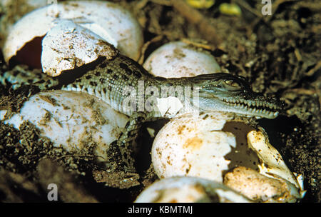 Coccodrillo di estuario (Crocodylus porosus), hatchling emergenti da uovo. Territorio del Nord, l'australia Foto Stock