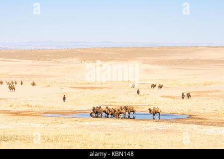 Vista panoramica di cammelli vicino a piccola oasi nel deserto soleggiato Foto Stock