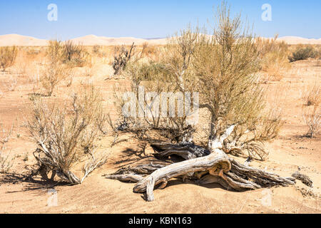 Piccoli arbusti crescono su increspata sabbia nel deserto Foto Stock