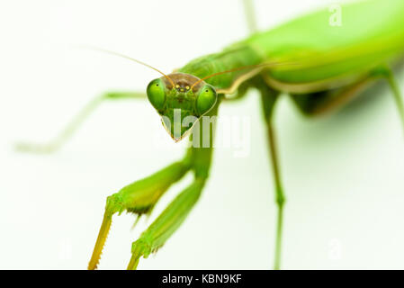 Mantide religiosa mantide religiosa Foto Stock