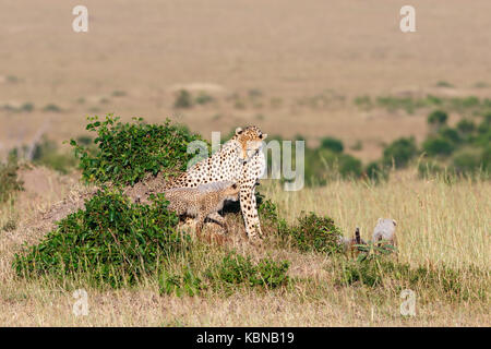 Cheetah con i cuccioli sulla savana in africa Foto Stock