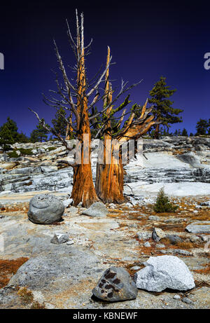Insolito albero e rocce Yosemite National Park Foto Stock