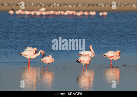 Maggiore fenicotteri (Phoenicopterus roseus) in acque poco profonde, sud africa Foto Stock