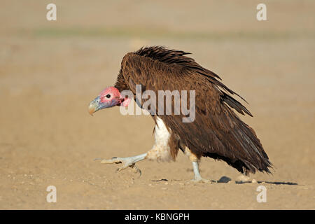 Falda-di fronte vulture (torgos tracheliotus) seduto a terra, sud africa Foto Stock