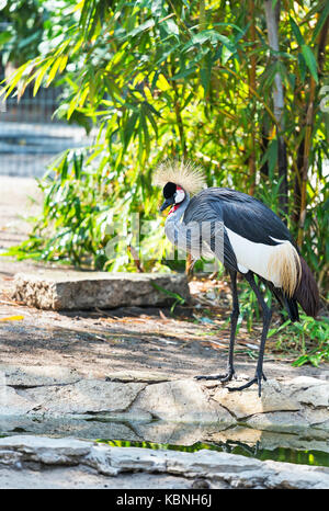 Grey Crowned Crane Uccelli nel giardino zoologico Foto Stock