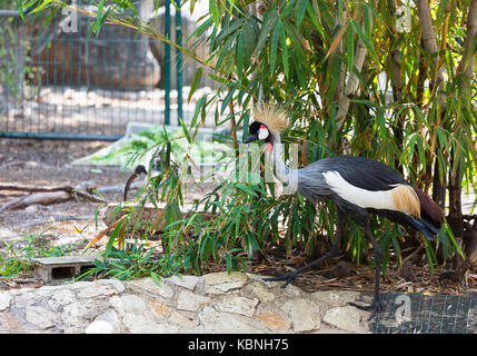 Grey Crowned Crane Uccelli nel giardino zoologico Foto Stock