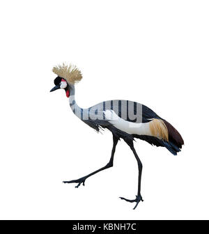 Nero Crowned Crane isolati su sfondo bianco Foto Stock