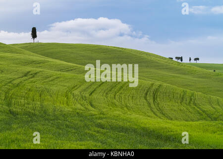 Cipresso su un colle a Torrenieri, vicino ai famosi Cipressi di San Quirico d'Orcia, San Quirico d'Orcia, Val d'Orcia, Toscana, Italia. Foto Stock